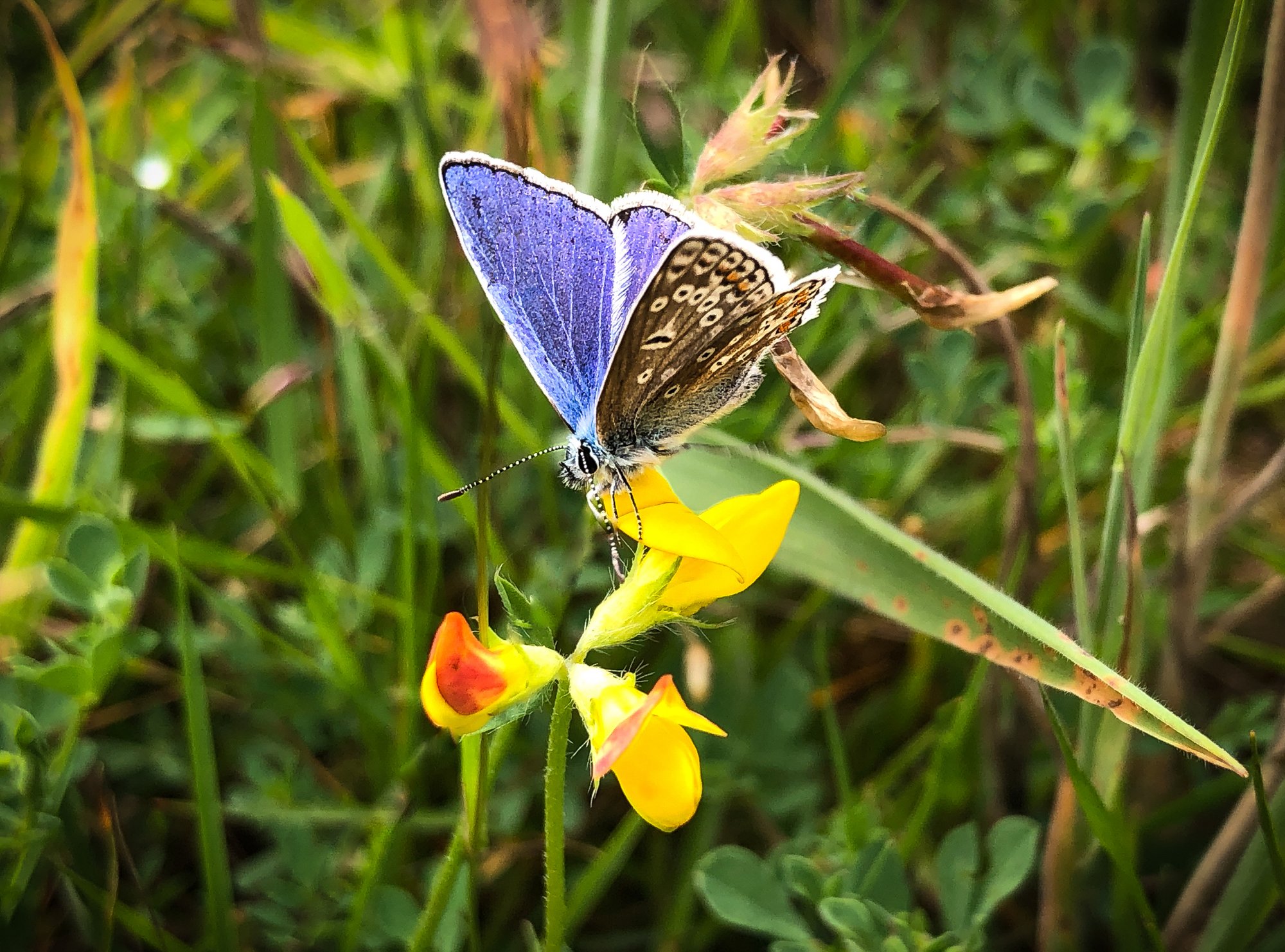 Wildflower meadow management — Grasstex